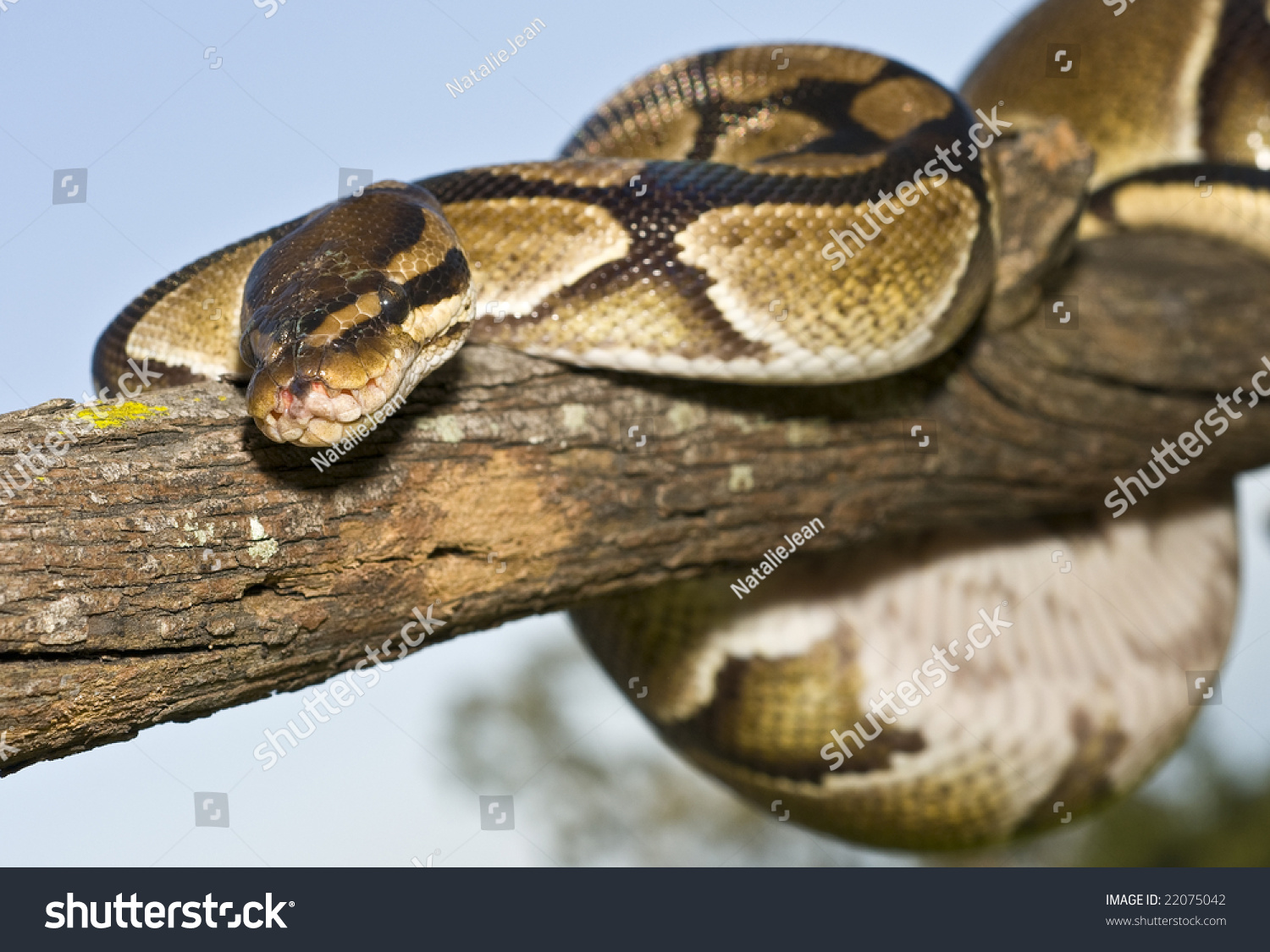 Ball Python (Python Regius) Wrapped On A Limb Stock Photo 22075042 ...