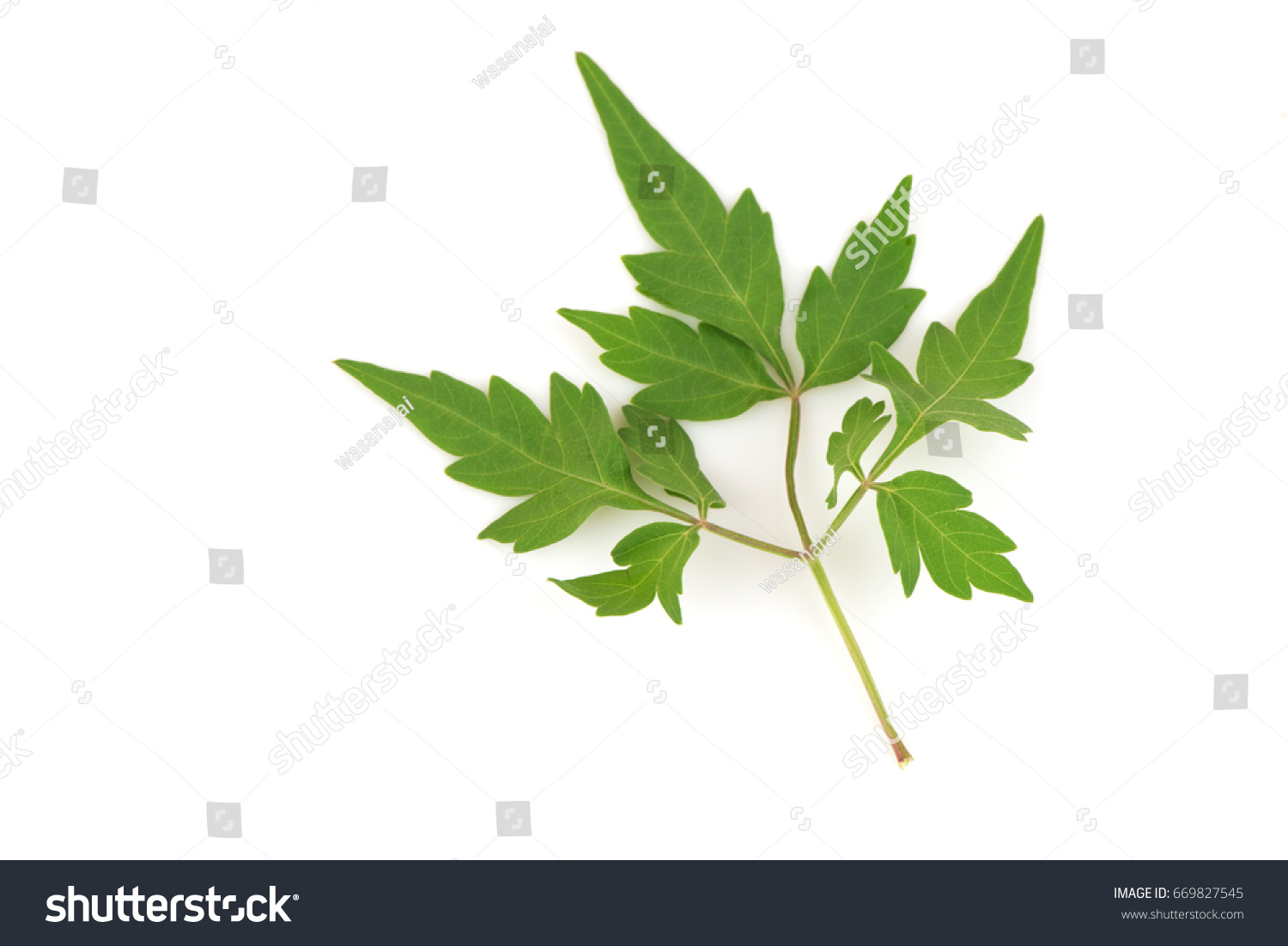 Balloon Vine Leaves Herbs Have Medicinal Stock Photo Edit Now