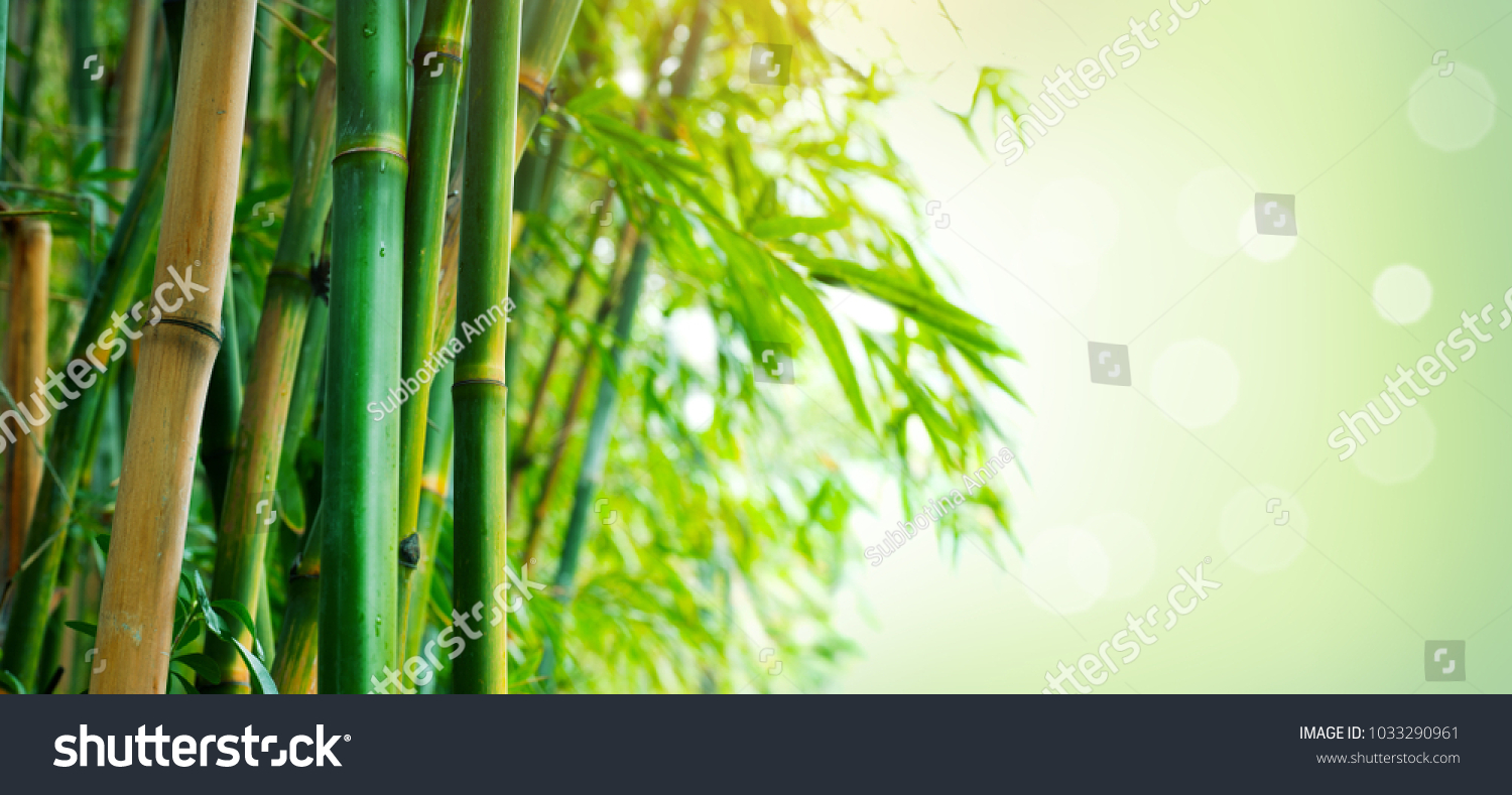 bamboo bamboos forest growing bamboo border stock photo edit now 1033290961 https www shutterstock com image photo bamboo bamboos forest growing border design 1033290961