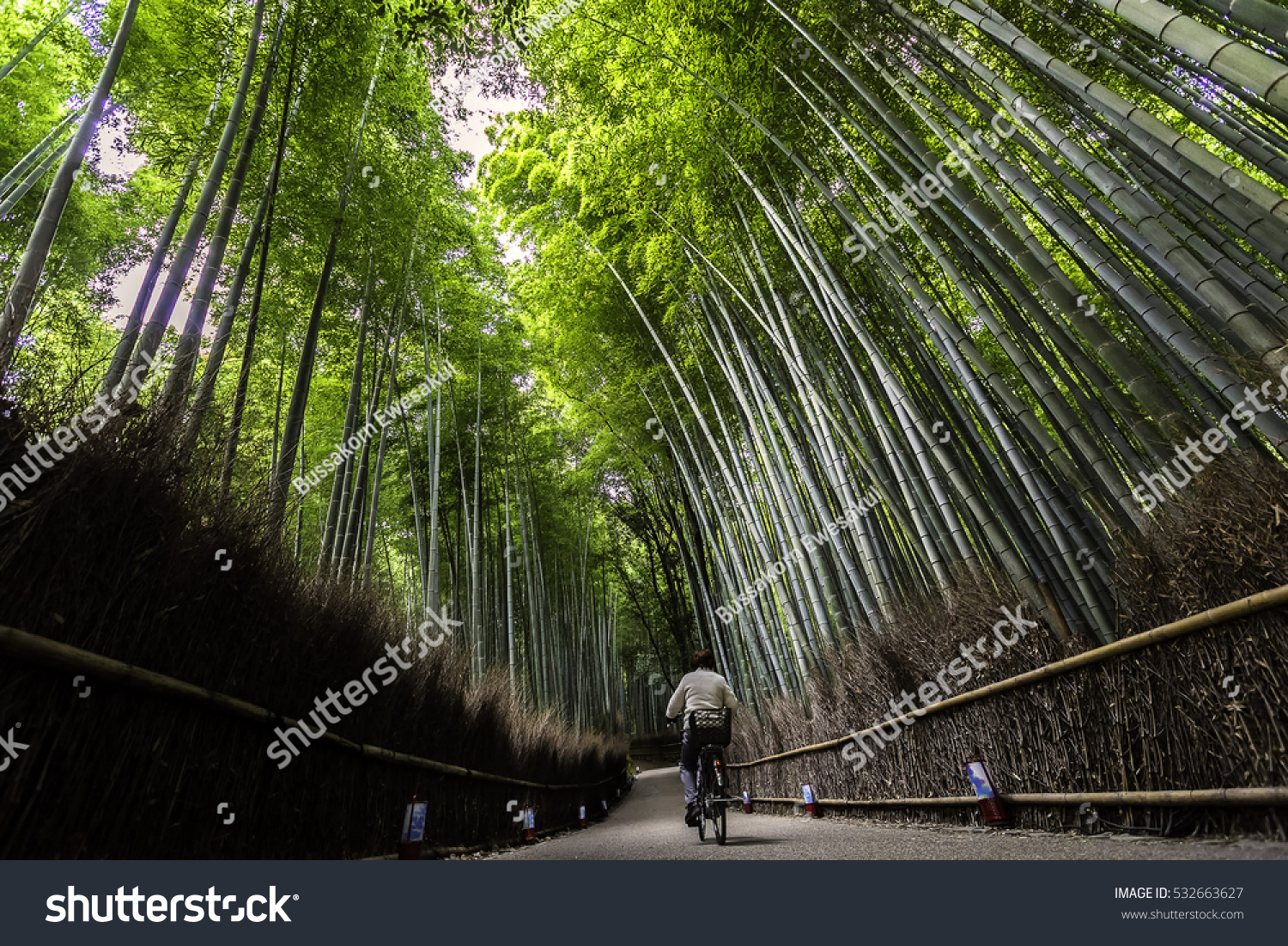 Bamboo Grove Adashino Nenbutsu Ji Temple Stock Photo Edit Now