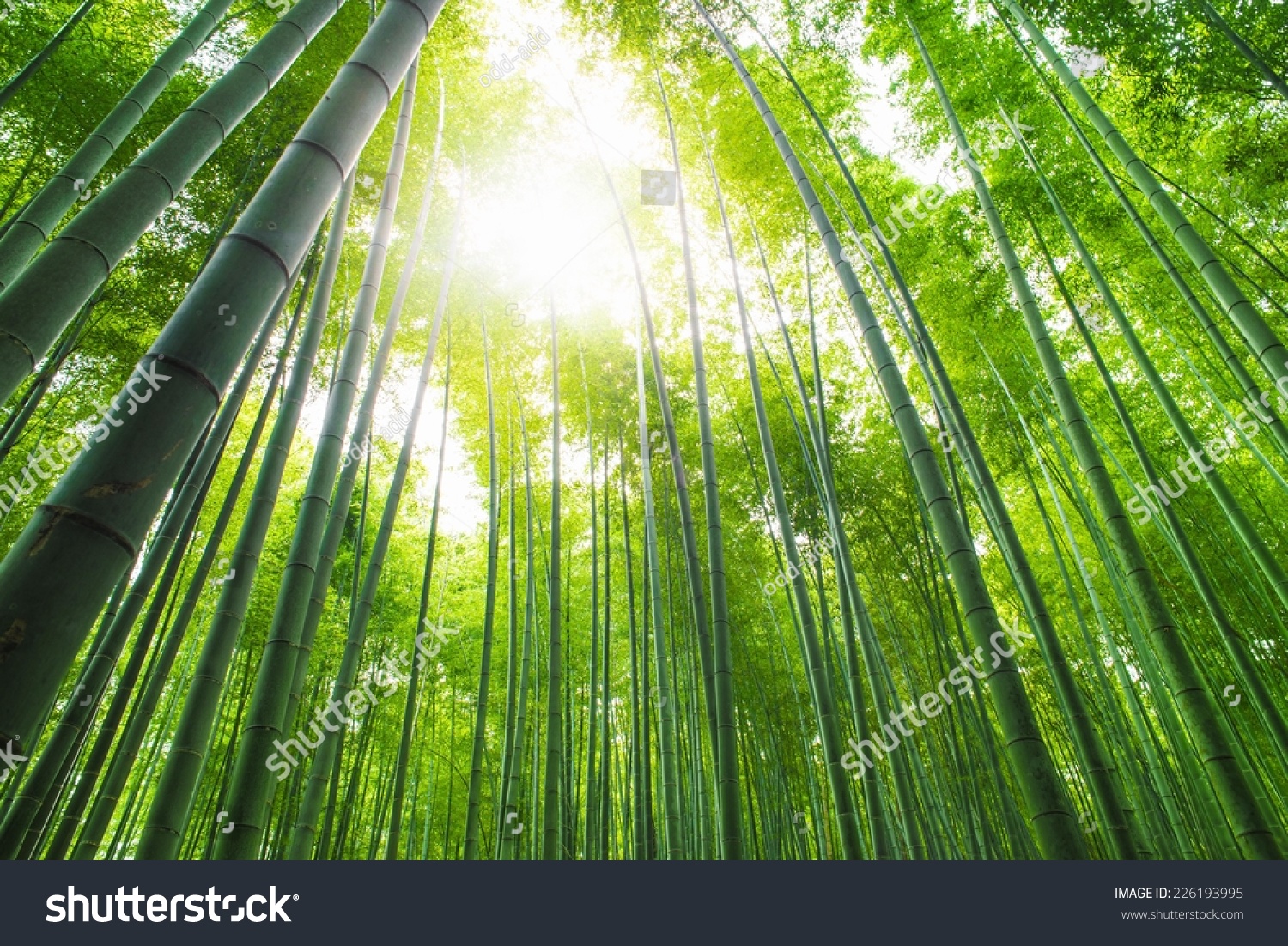 in a bamboo grove creative re write Washington 150 in x 108 in bamboo grove wall mural abstract murals bring a creative presence to your walls that are the home depot canada the home depot. in a bamboo grove creative re write Washington 150 in x 108 in bamboo grove wall mural abstract murals bring a creative presence to your walls that are the home depot canada the home depot.