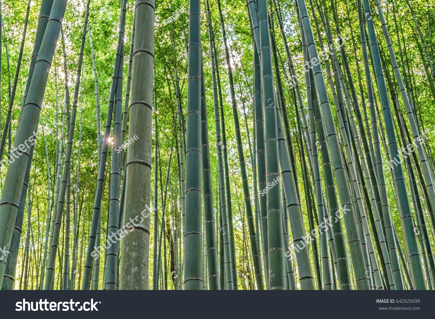 Bamboo Grove Adashino Nenbutsuji Temple Kyoto Stock Photo Edit Now