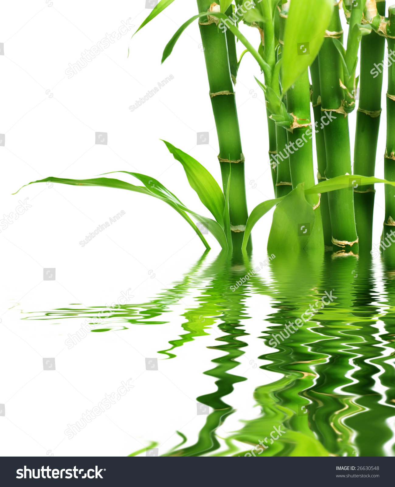 Bamboo Water Wallpaper