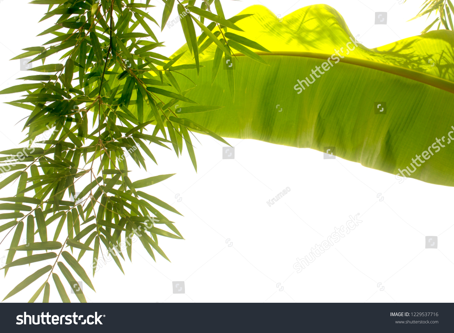 Bamboo Leaves Banana Leaves Isolated On Stock Photo Edit Now