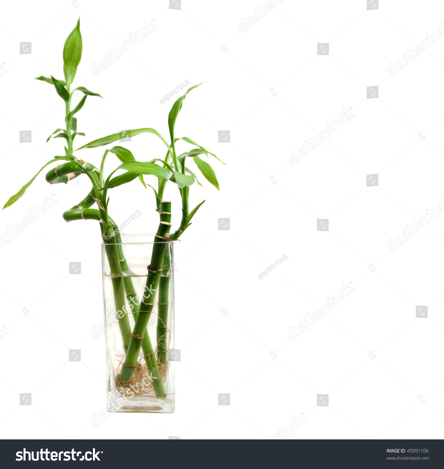 Bamboo Leaves Roots Clear Glass Vase Stock Photo Edit Now 45051106