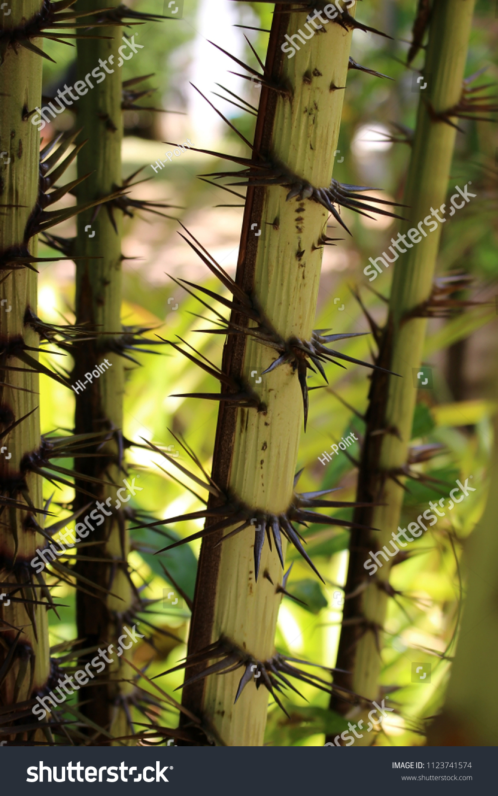 bamboo botany