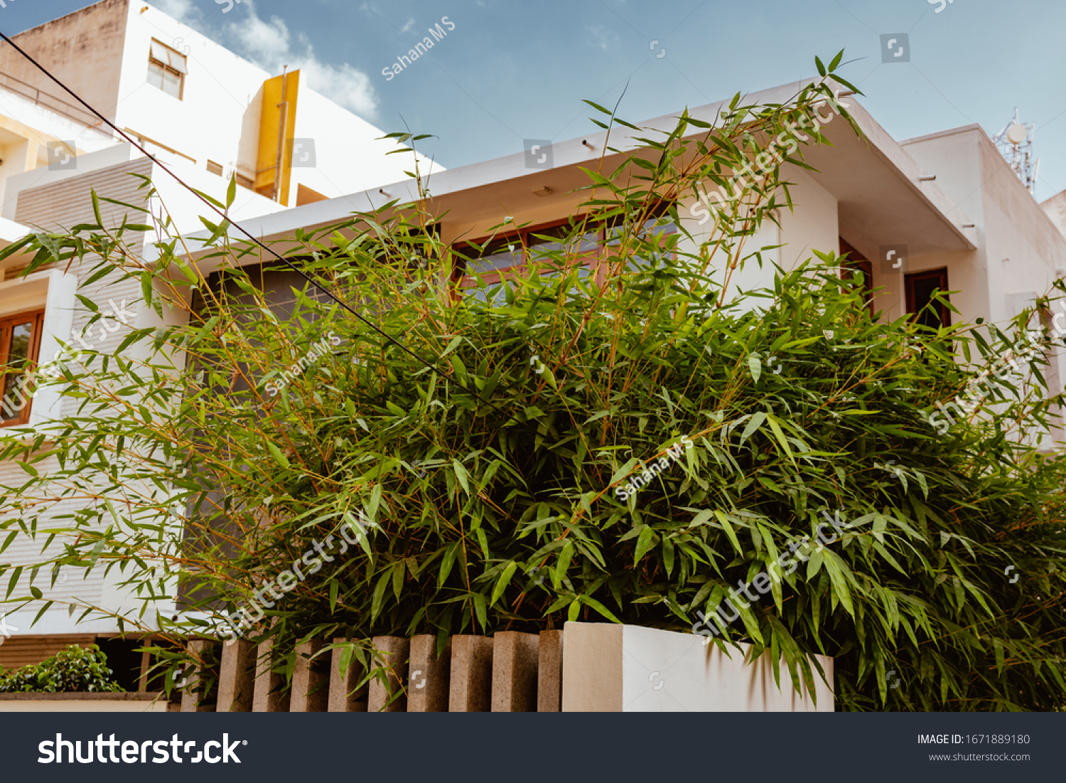 Bamboo Tree Front Modern House Building Stock Photo Edit Now