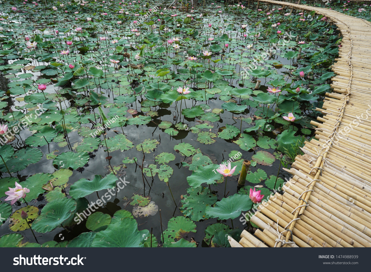 Bamboo Walkway Passes Above Lotus Pond Stock Photo Edit Now 1474988939