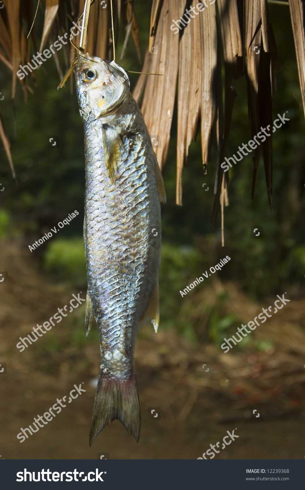 Banak Native Freshwater Fish Philippines This Stock Photo 12239368