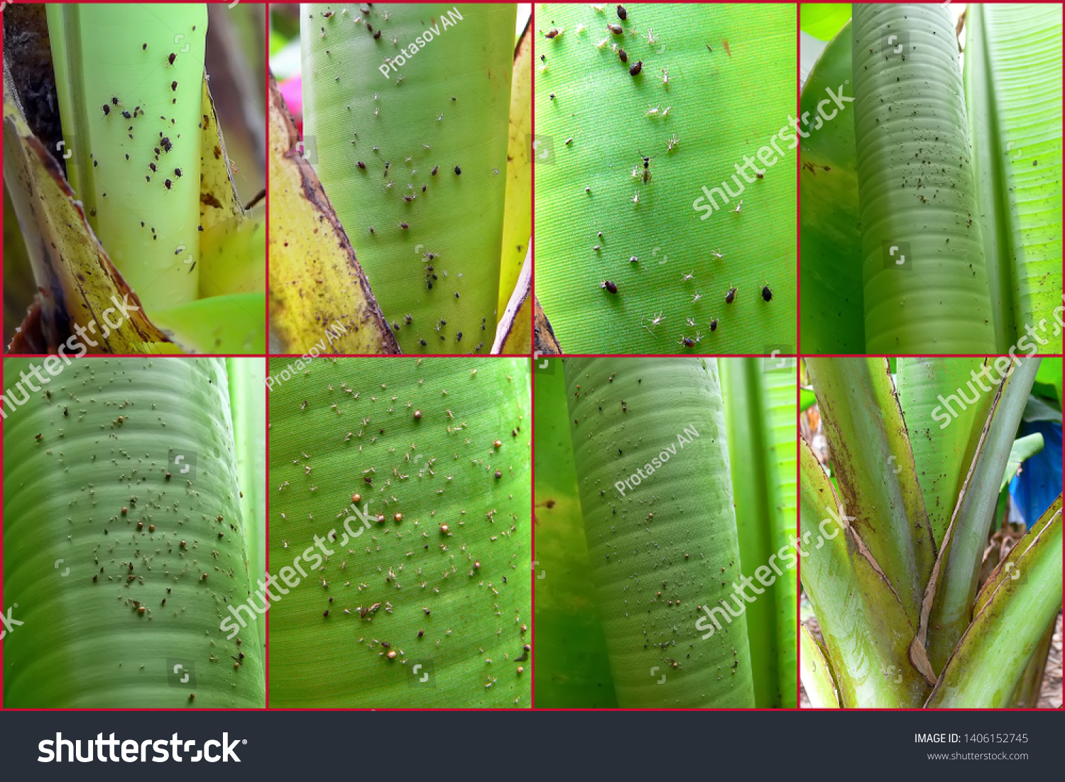 Banana Aphid Pentalonia Nigronervosa Hemiptera Aphididae Stock Photo Edit Now 1406152745