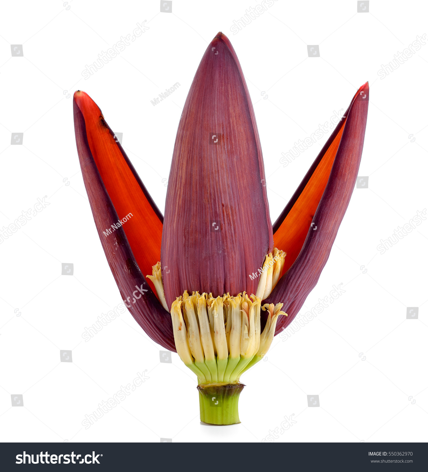 Banana Flower Isolated On White Background Stock Photo (Edit Now