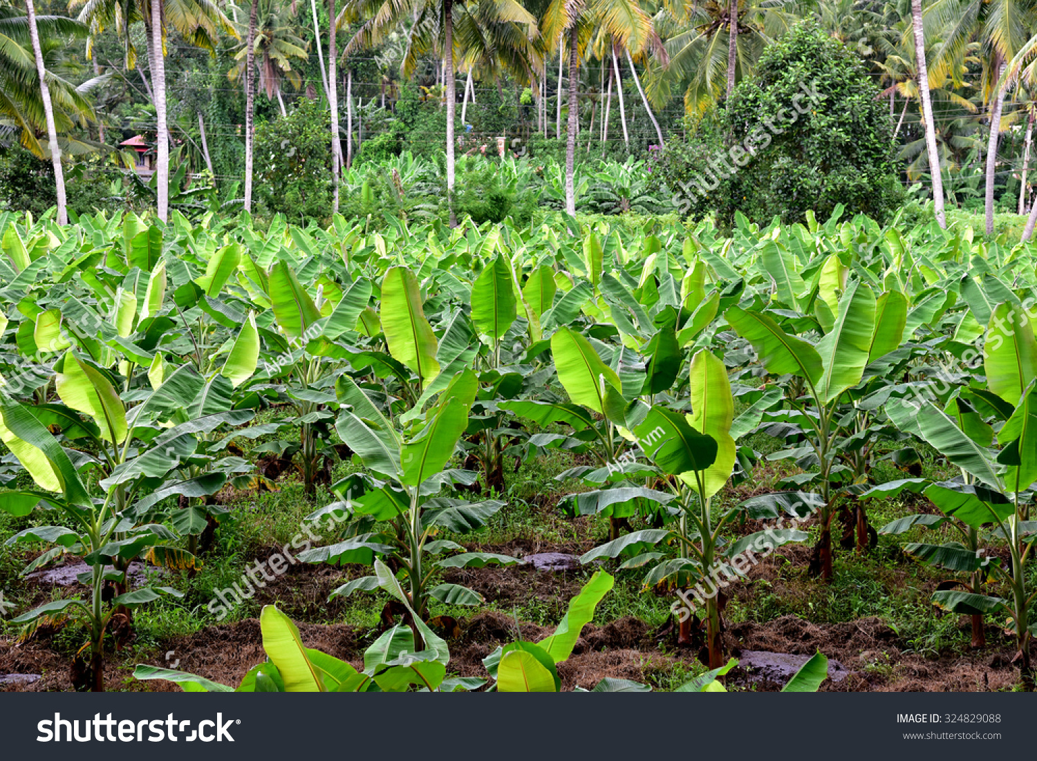 Banana Plantation Banana Farm young Banana Plants Stock Photo 324829088 ...