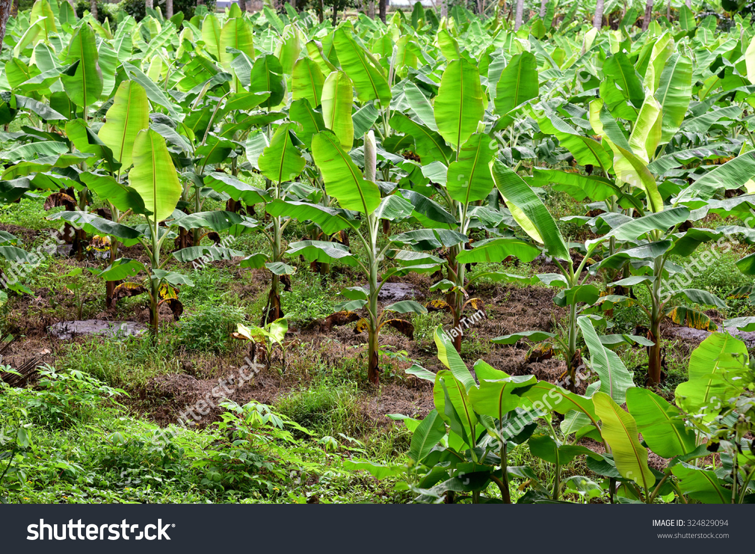 Banana Plantation Banana Farm Young Banana Stock Photo (Edit Now) 324829094