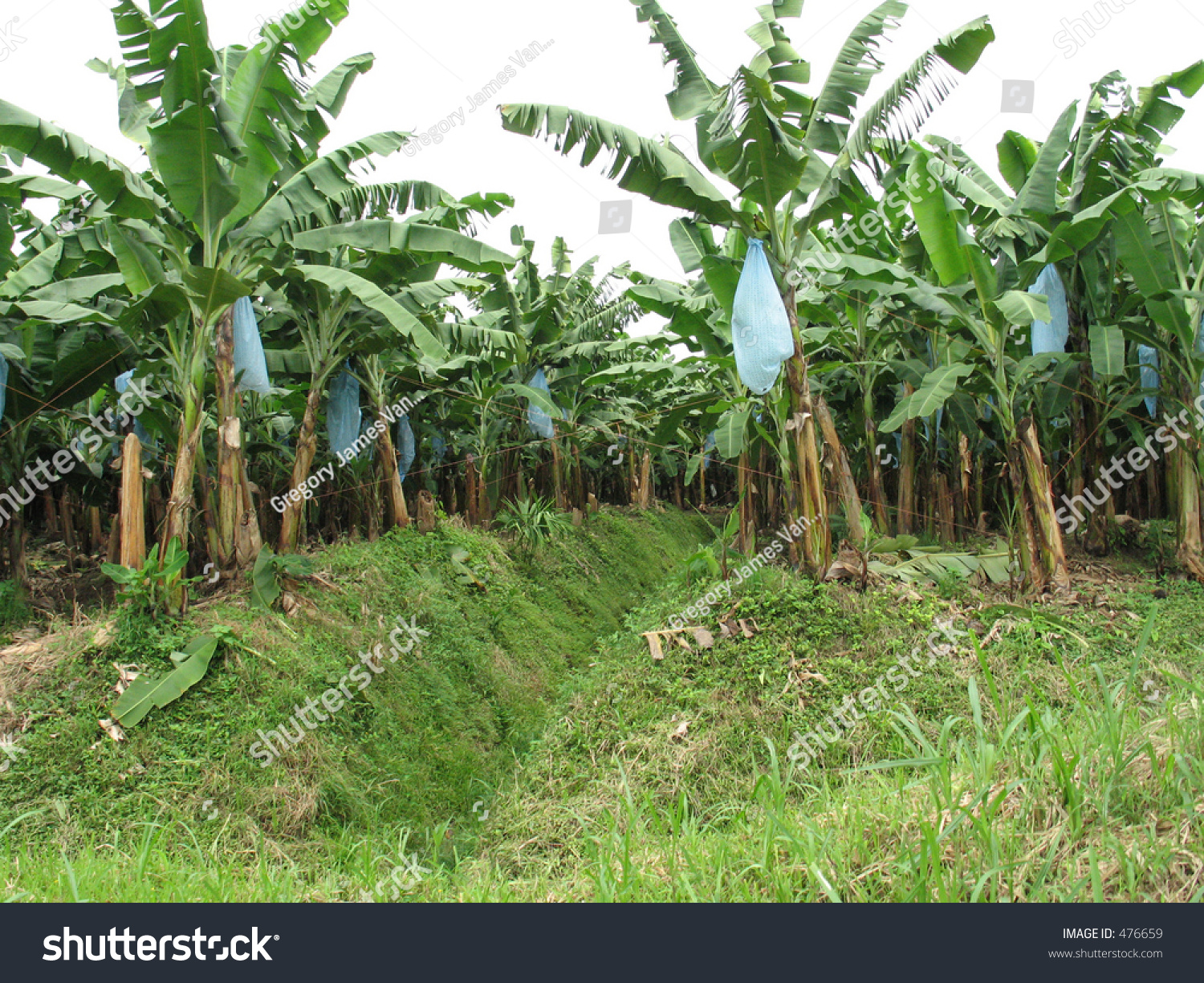 Banana Plantation In Costa Rica Stock Photo 476659 : Shutterstock