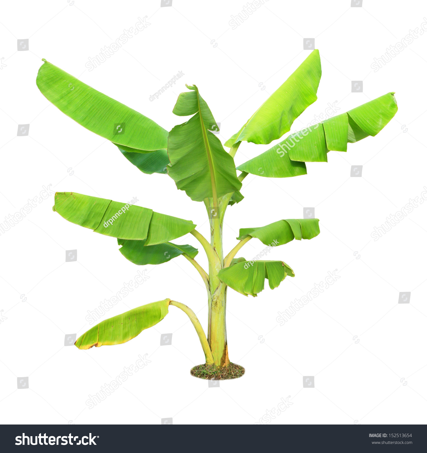 Banana Tree Isolated On White Background Stock Photo 152513654