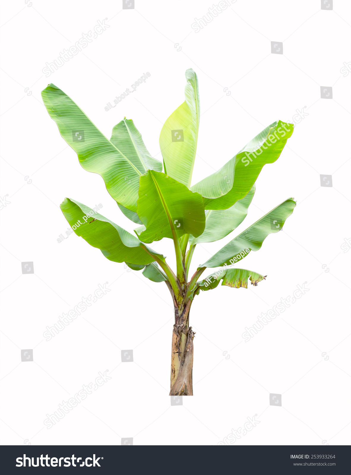 Banana Tree Isolated On White Background Stock Photo 253933264