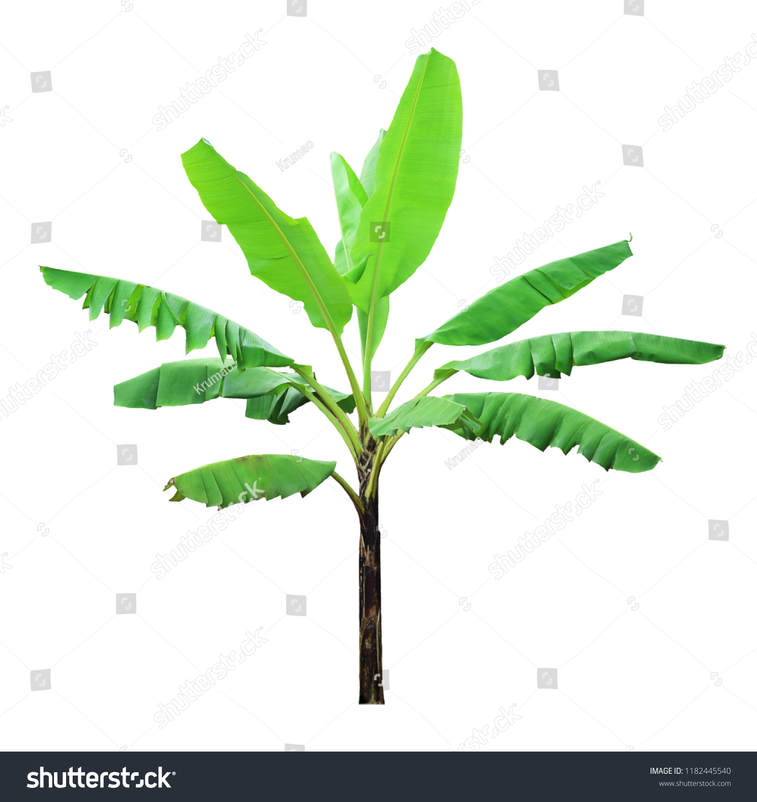 Banana Tree Isolated Clipping Paths Garden Stock Photo 1182445540 Banana Tree Isolated Clipping Paths Garden Stock Photo 1182445540