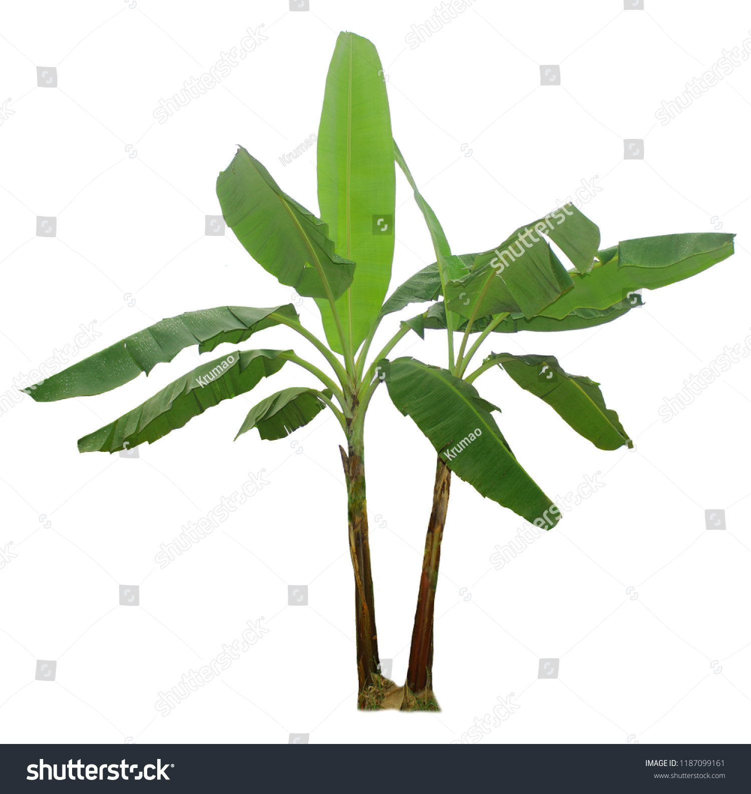 Banana Tree Isolated Clipping Paths Garden Stock Photo 1187099161 Banana Tree Isolated Clipping Paths Garden Stock Photo 1187099161