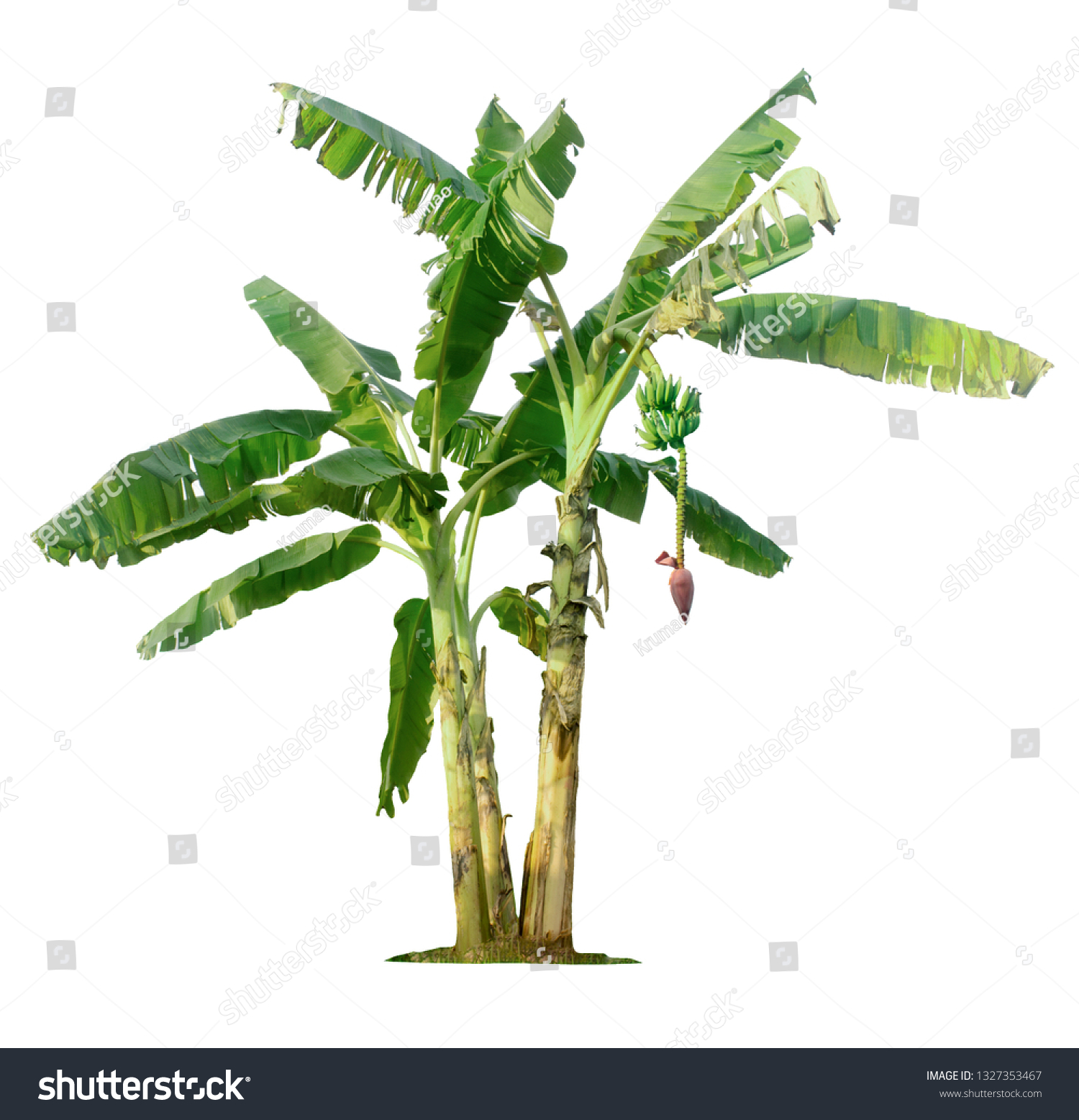Banana Tree Isolated Clipping Paths Garden Stock Photo 1327353467 Banana Tree Isolated Clipping Paths Garden Stock Photo 1327353467