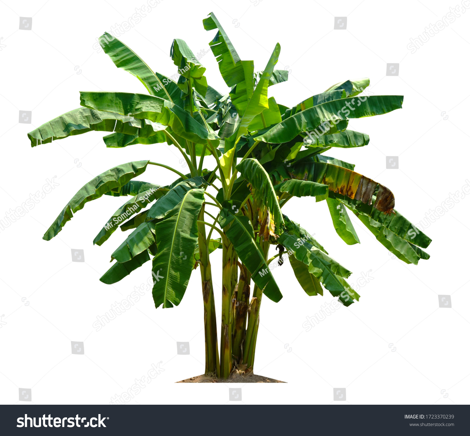 Banana Tree Isolated Clipping Paths Garden Stock Photo 1723370239 Banana Tree Isolated Clipping Paths Garden Stock Photo 1723370239