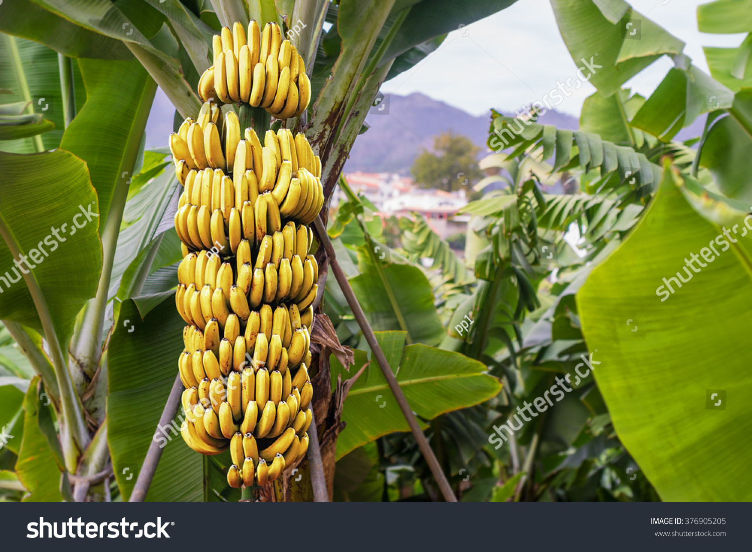 プランテーションの雨林の背景に成長する熟した黄色いバナナの束とバナナの木 の写真素材 今すぐ編集
