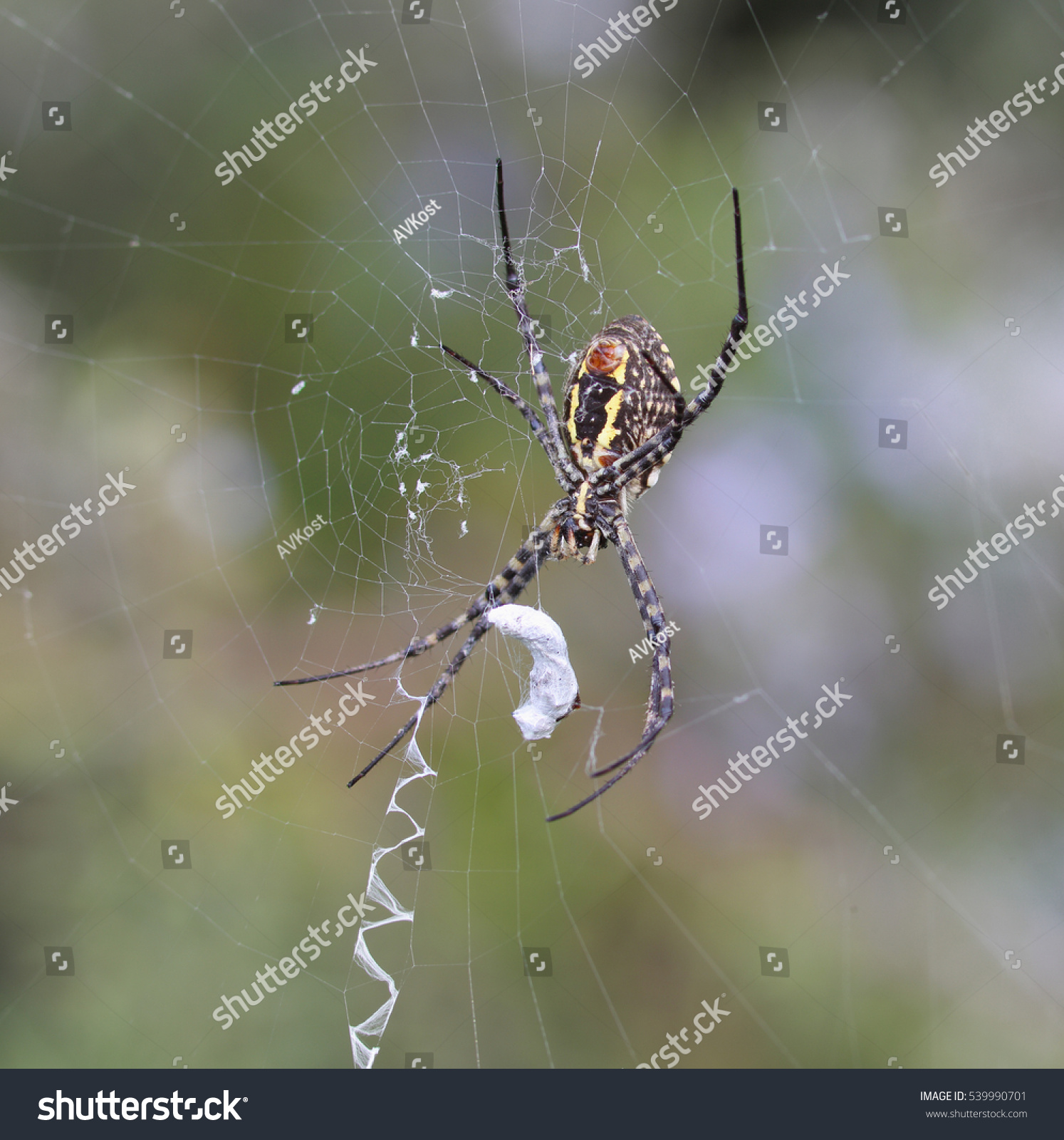 Banded Garden Spider Argiope Trifasciata Cracks Stock Photo Edit