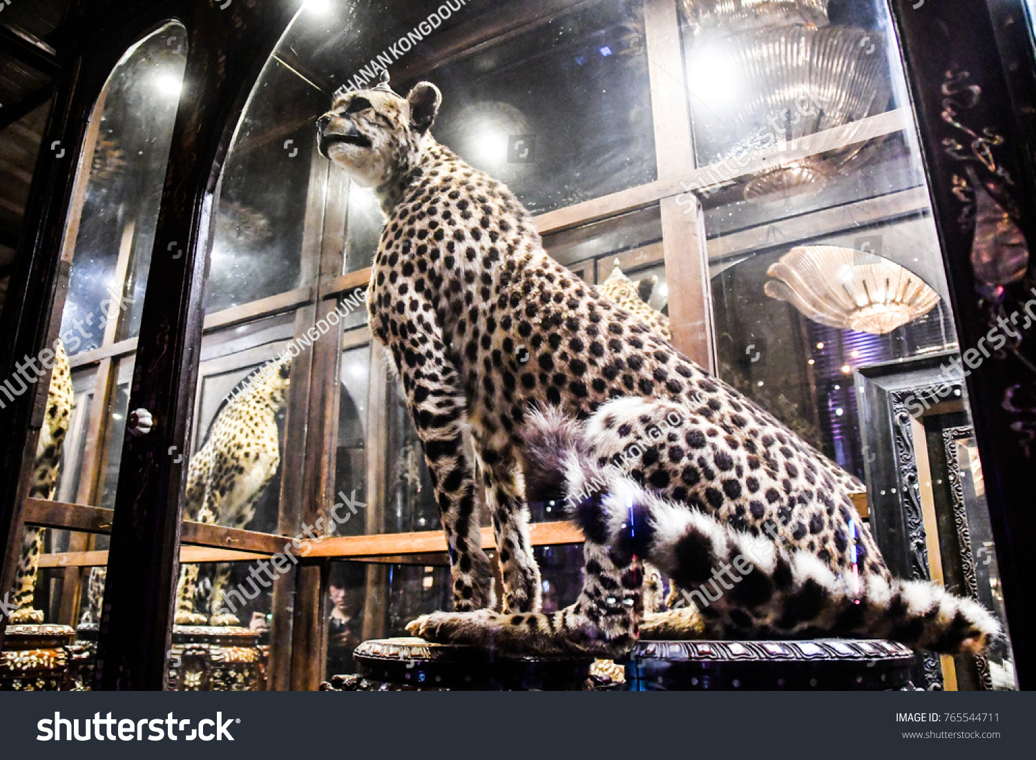 Bangkok Thailand November 4 Taxidermy Cheetah Stock Photo 765544711 ...