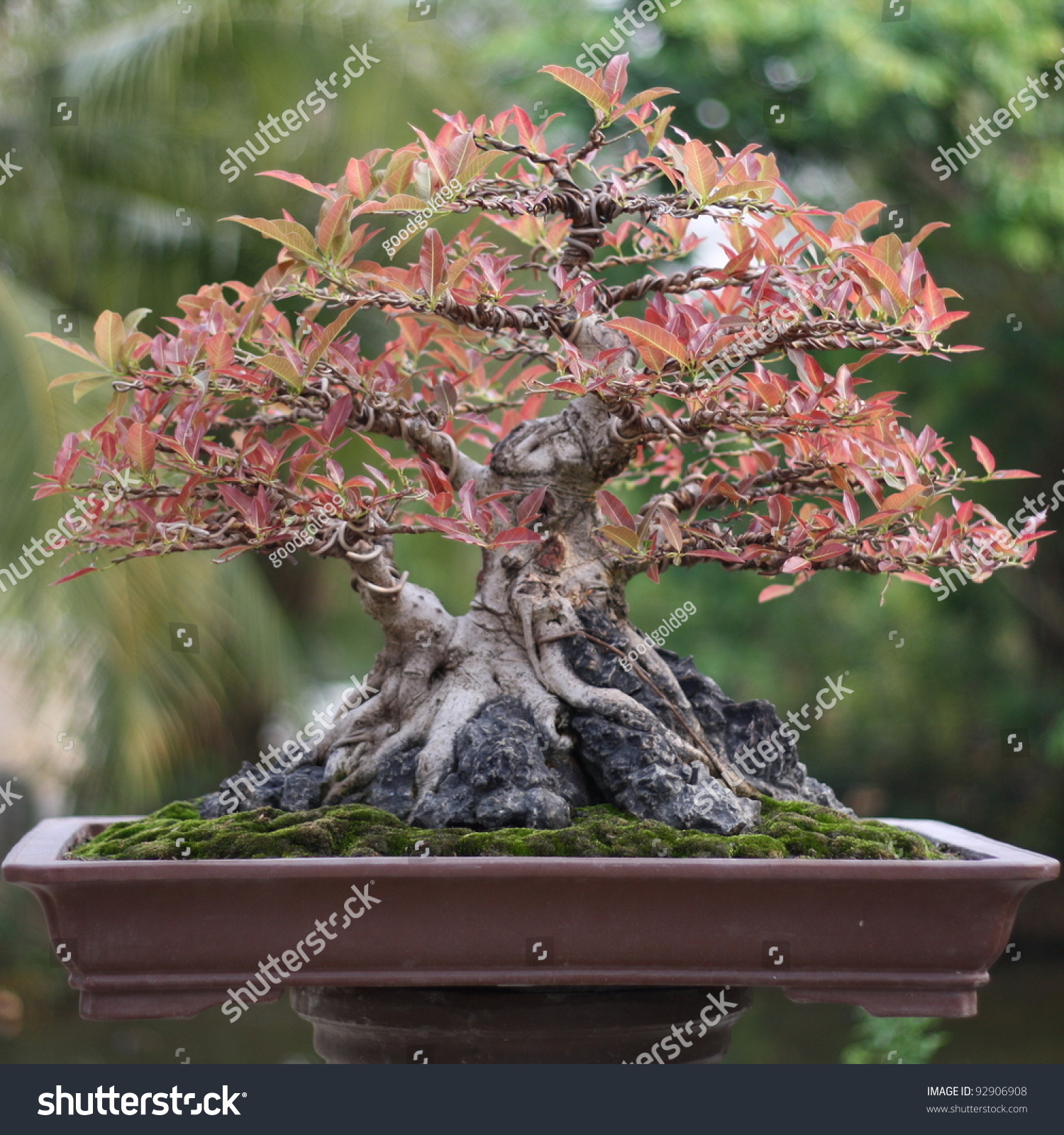 Banyan Or Ficus Bonsai Tree Stock Photo 92906908 : Shutterstock