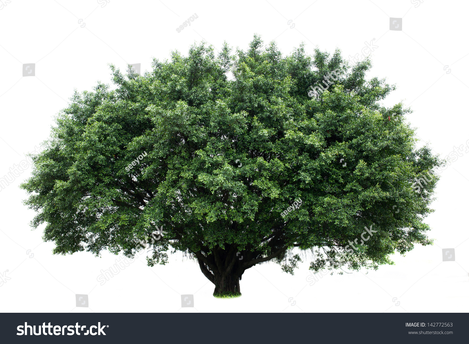 Banyan Tree Isolated On White Background Stock Photo (Edit Now