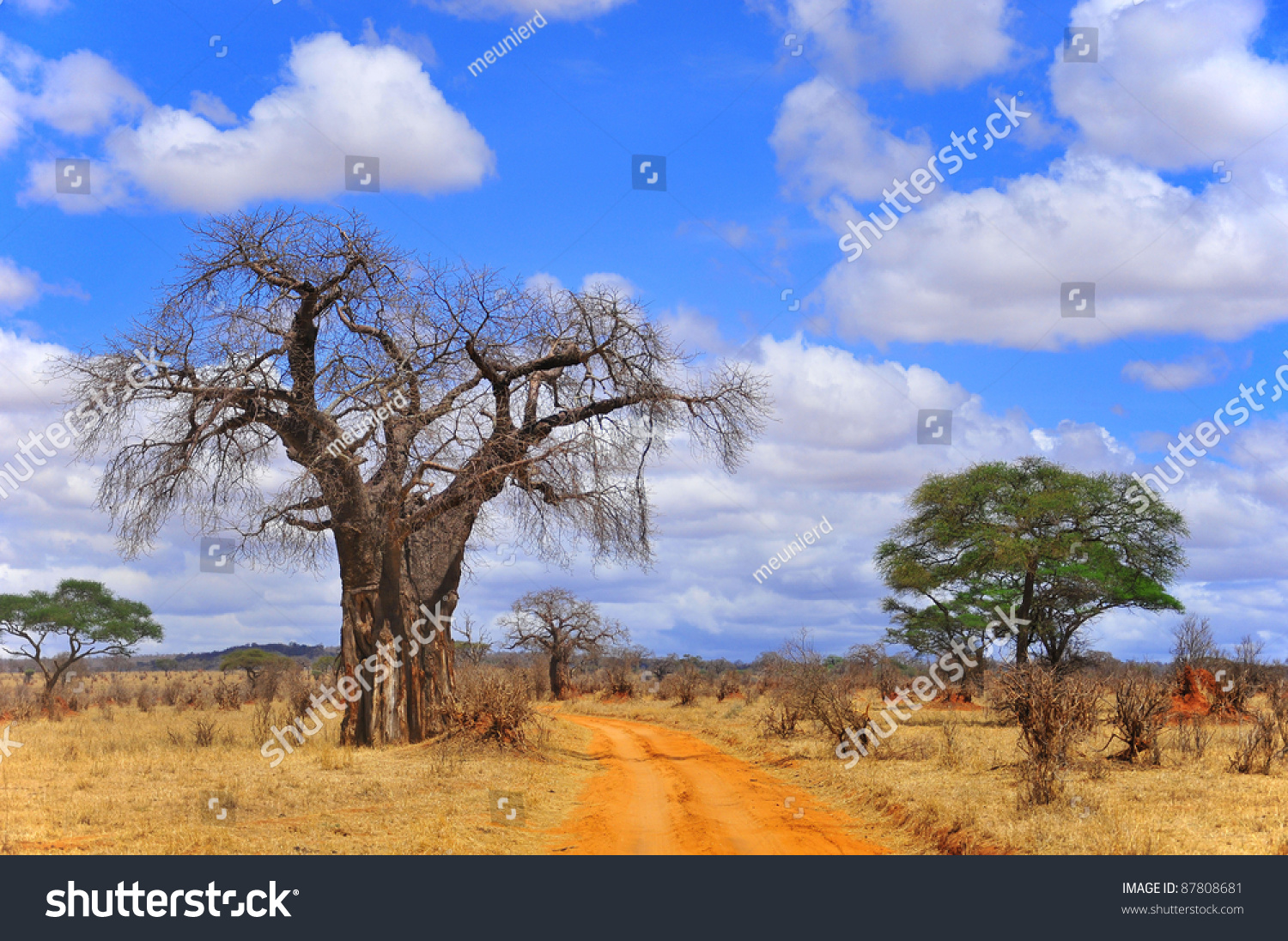 Baobab Or Boab, Boaboa, Bottle Tree, Upside-Down Tree, And Monkey Bread ...