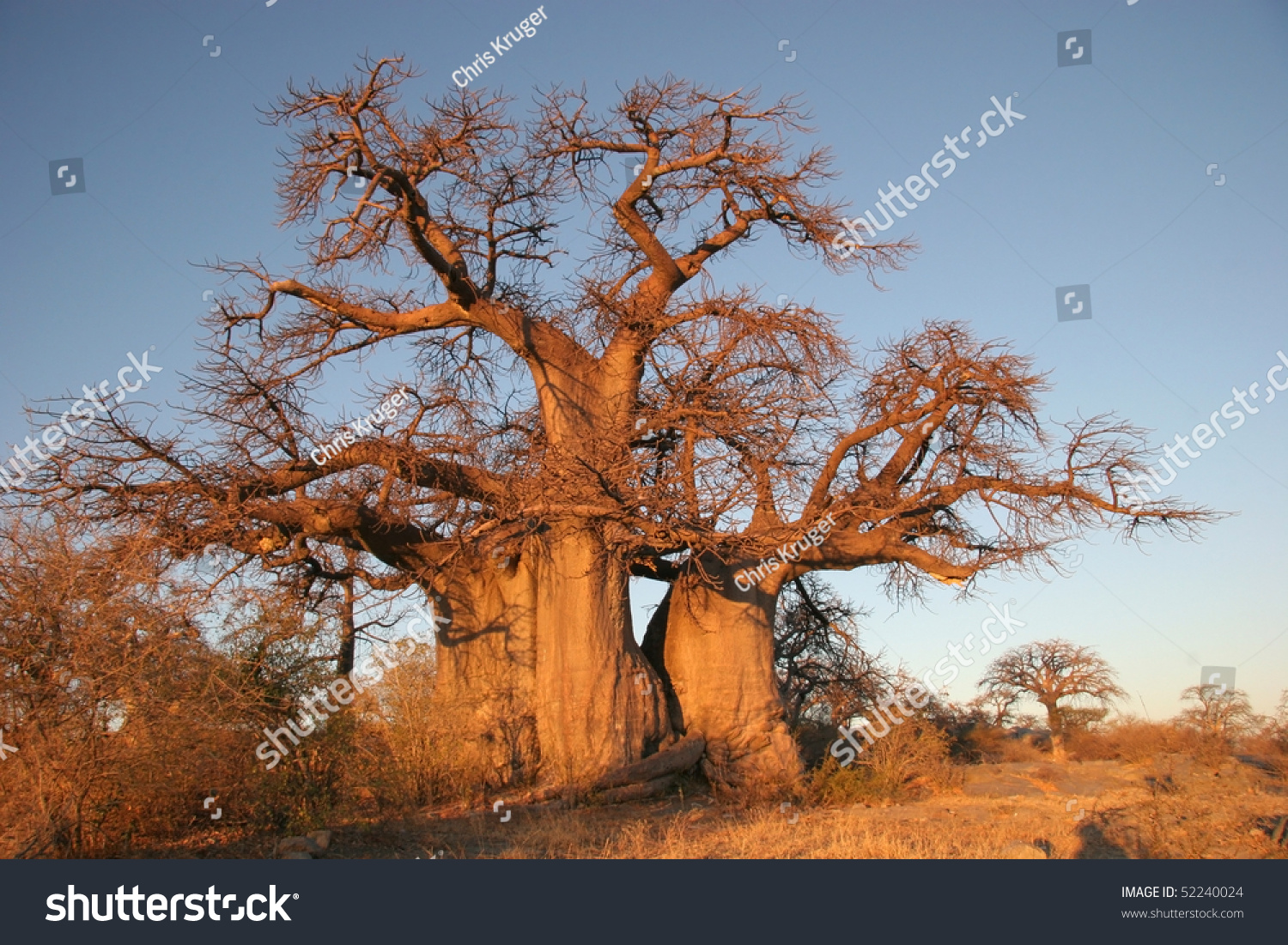 Baobab Tree In Botswana, Southern Africa Stock Photo 52240024 ...