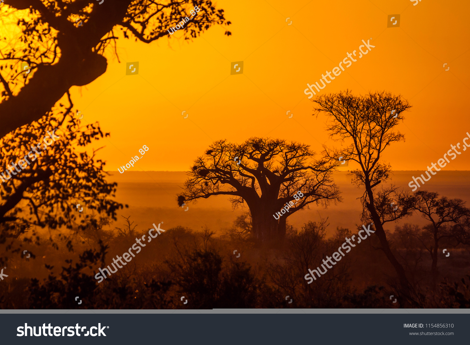 8,976 Zimbabwe tree Images, Stock Photos & Vectors | Shutterstock