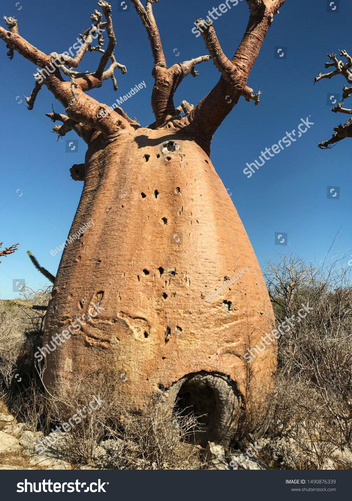 Baobab Trees Adansonia Grandidieri Winter Dry Stock Photo Edit Now