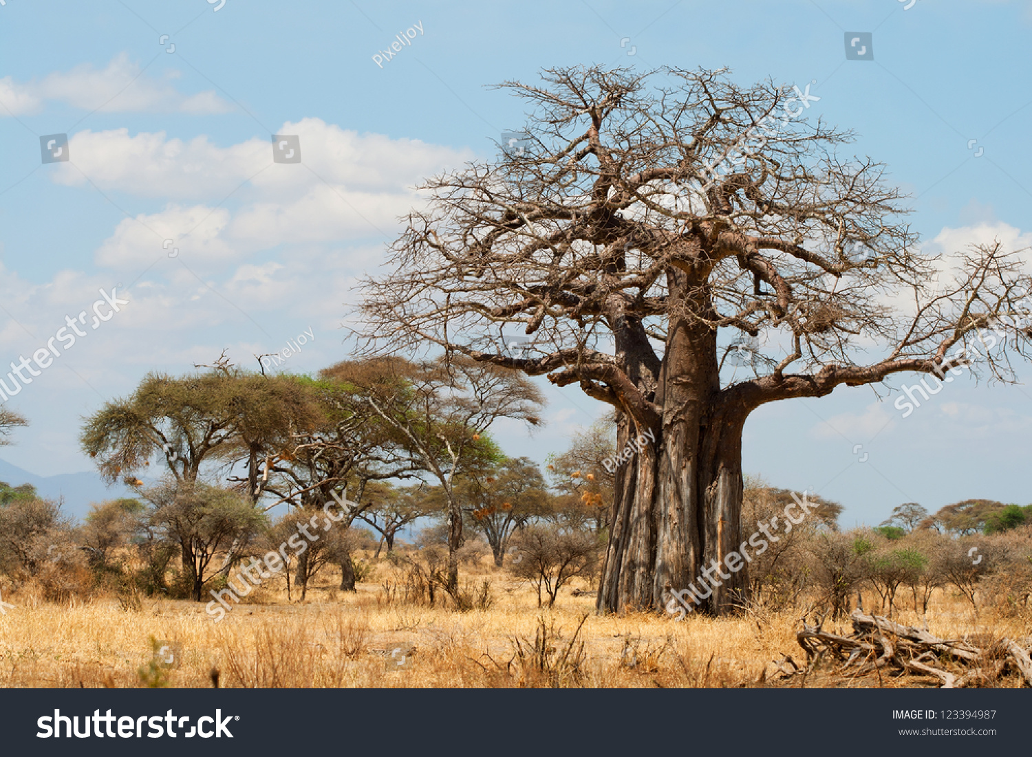 Baobab Trees In The African Grassland, Tanzania Stock Photo 123394987 ...