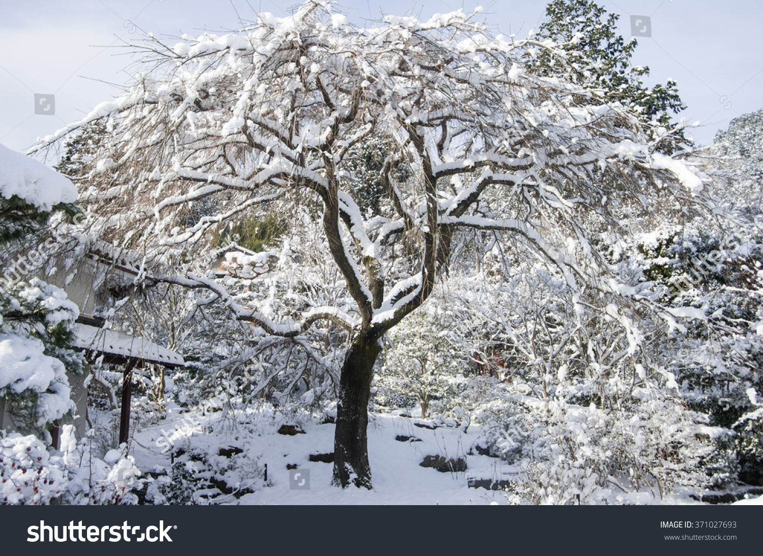 Bare Weeping Cherry Tree Snow Winter Stock Photo Edit Now