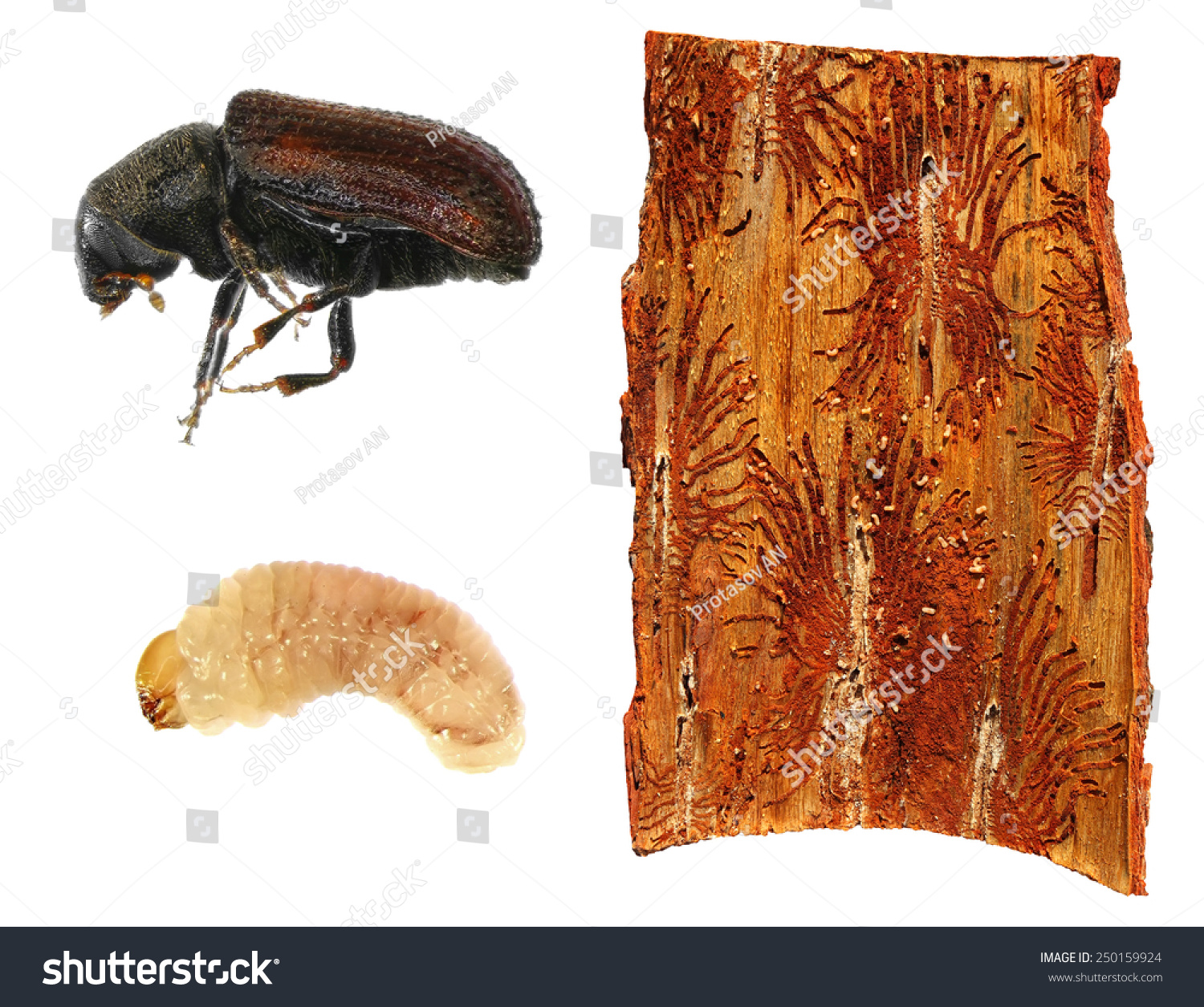 Bark Beetle: Larva, Imago And Bark Galleries Isolated On A White ...