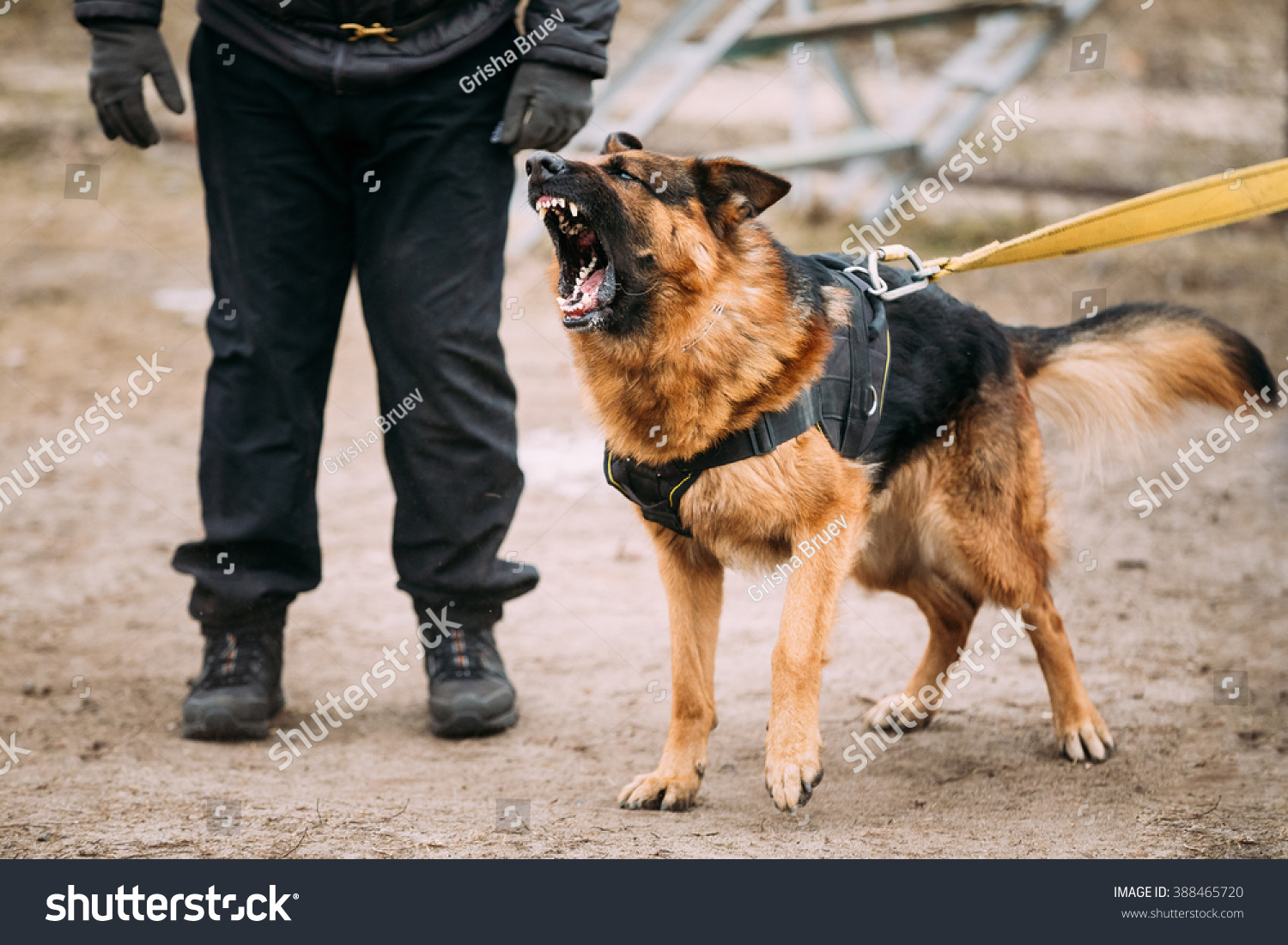 Barking Angry German Shepherd Dog On Stock Photo 388465720 - Shutterstock