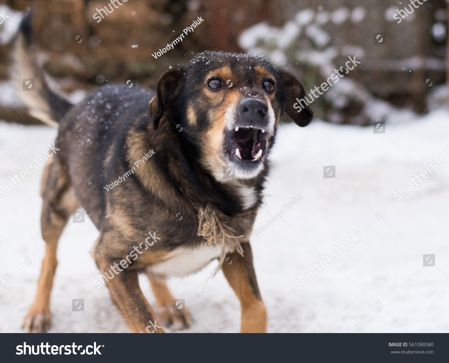 Barking Enraged Angry Dog Outdoors Looks Stock barking enraged angry dog outdoors looks