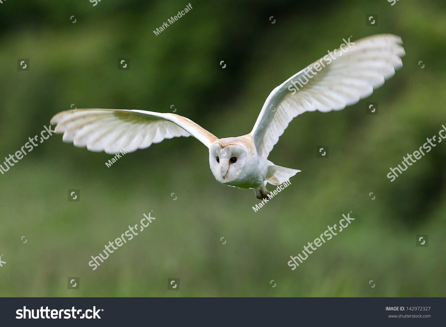 3,570 Barn owl hunting Images, Stock Photos & Vectors | Shutterstock