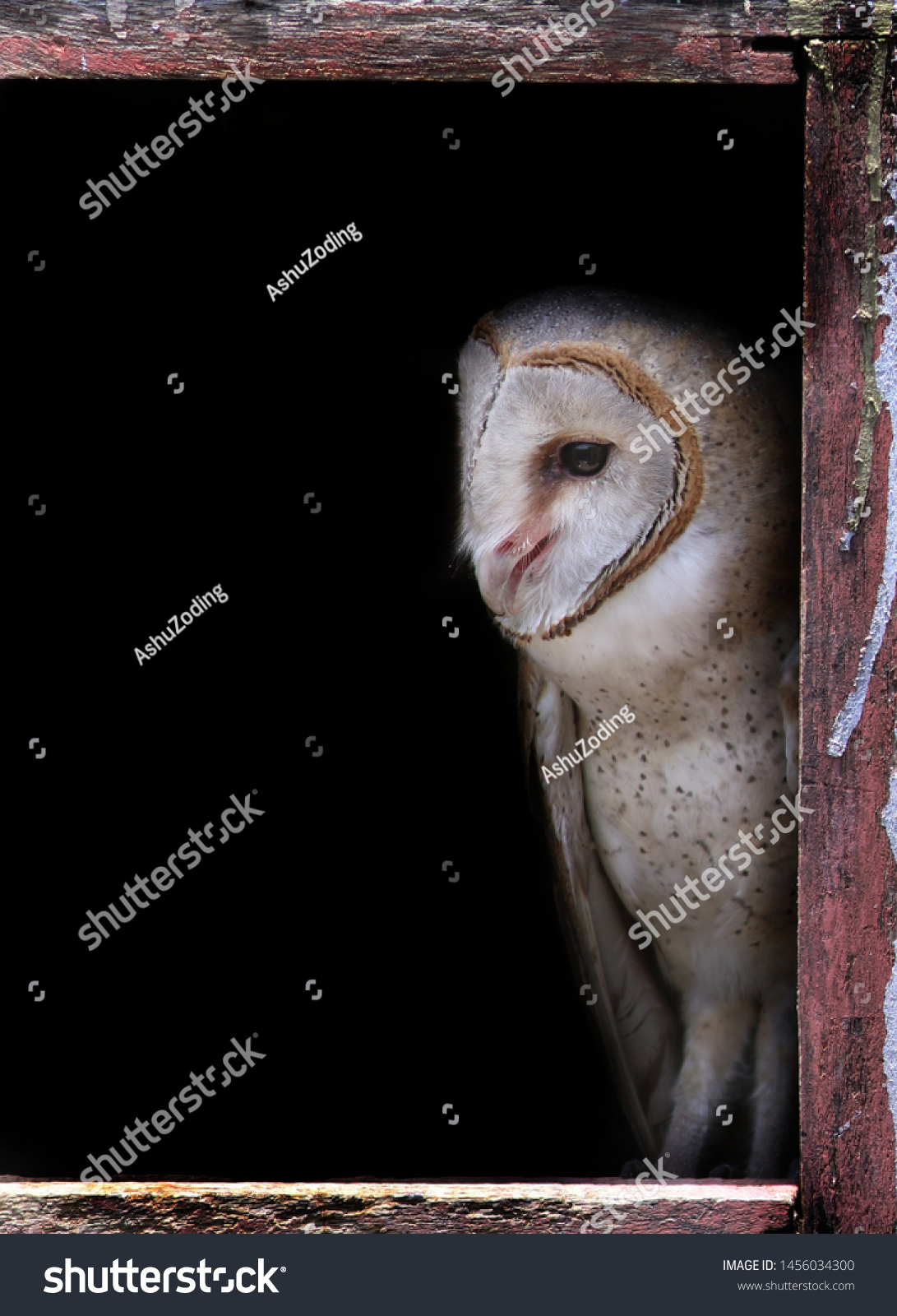 Barn Owl Sitting On Window Apartment Stock Photo Edit Now 1456034300