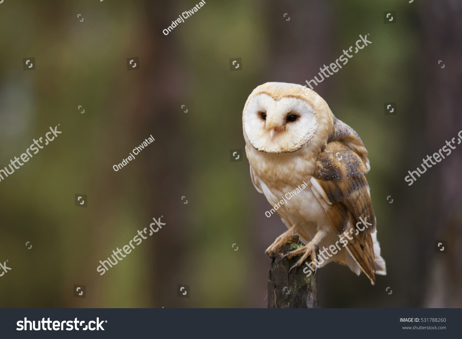 Barn Owl Tyto Alba Beautiful Owl Stock Photo Edit Now 531788260