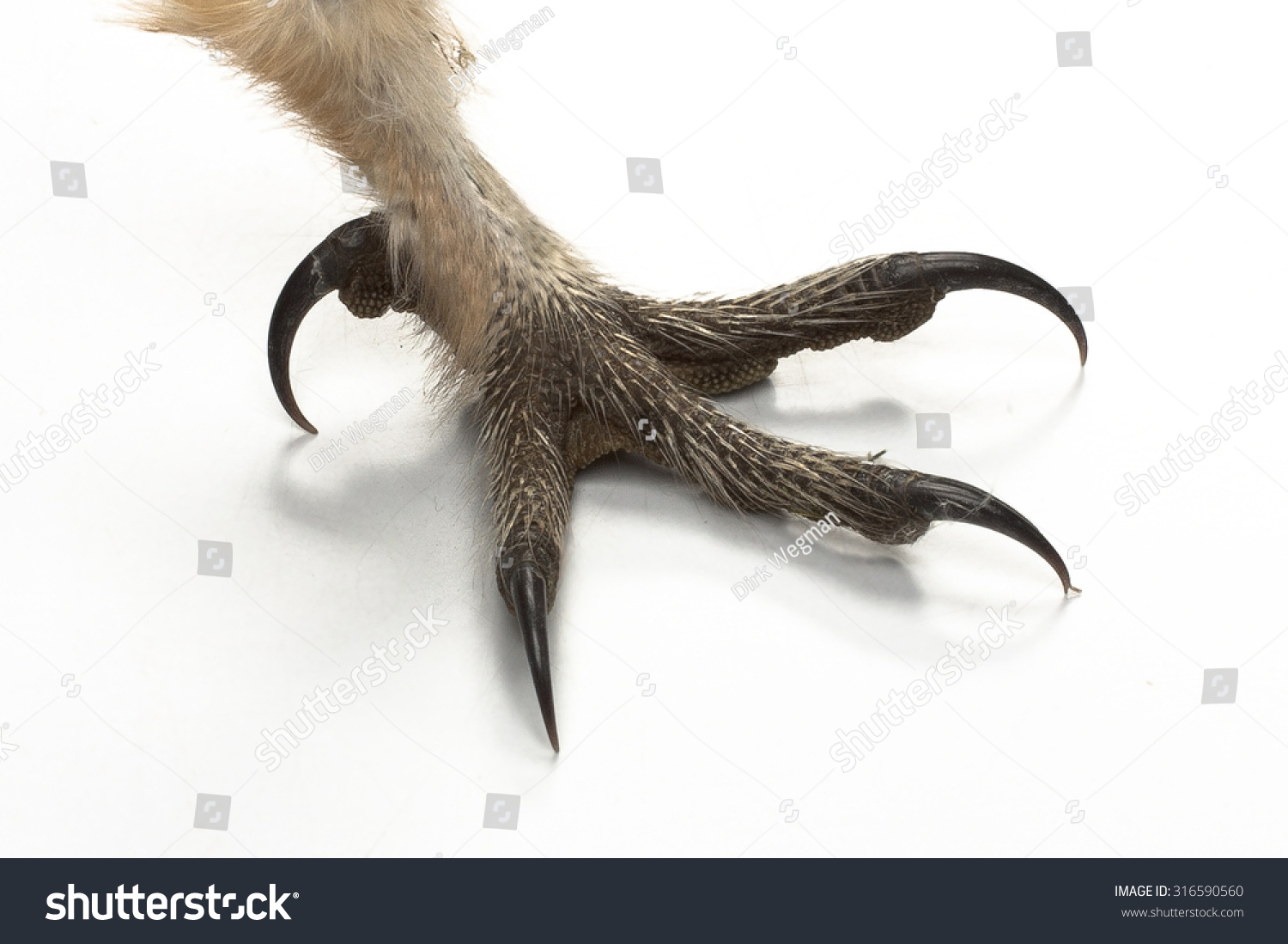 Barn Owl, Tyto Guttata, Claw On White Stock Photo 316590560 : Shutterstock