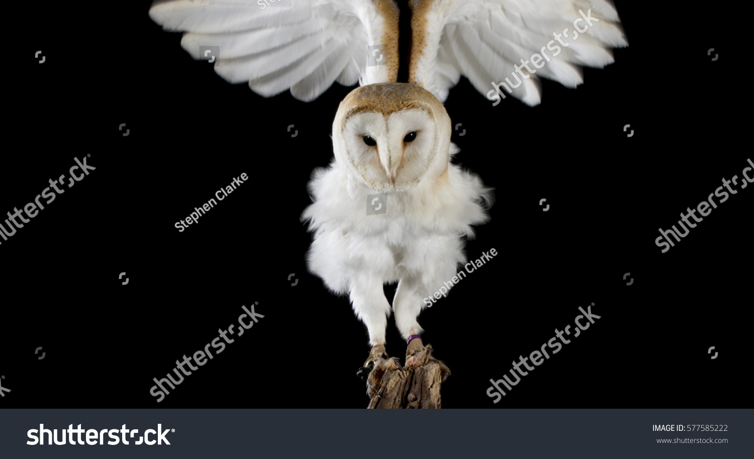 Barn Owl Wings Stretched On Black Animals Wildlife Nature Stock