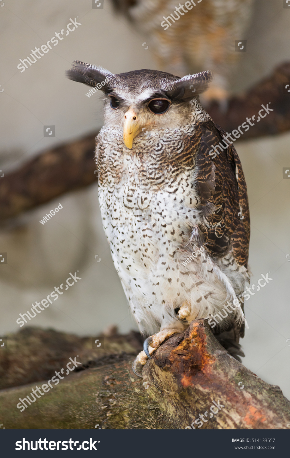 Barred Eagle Owl Malay Eagle Owl Stock Photo Edit Now 514133557