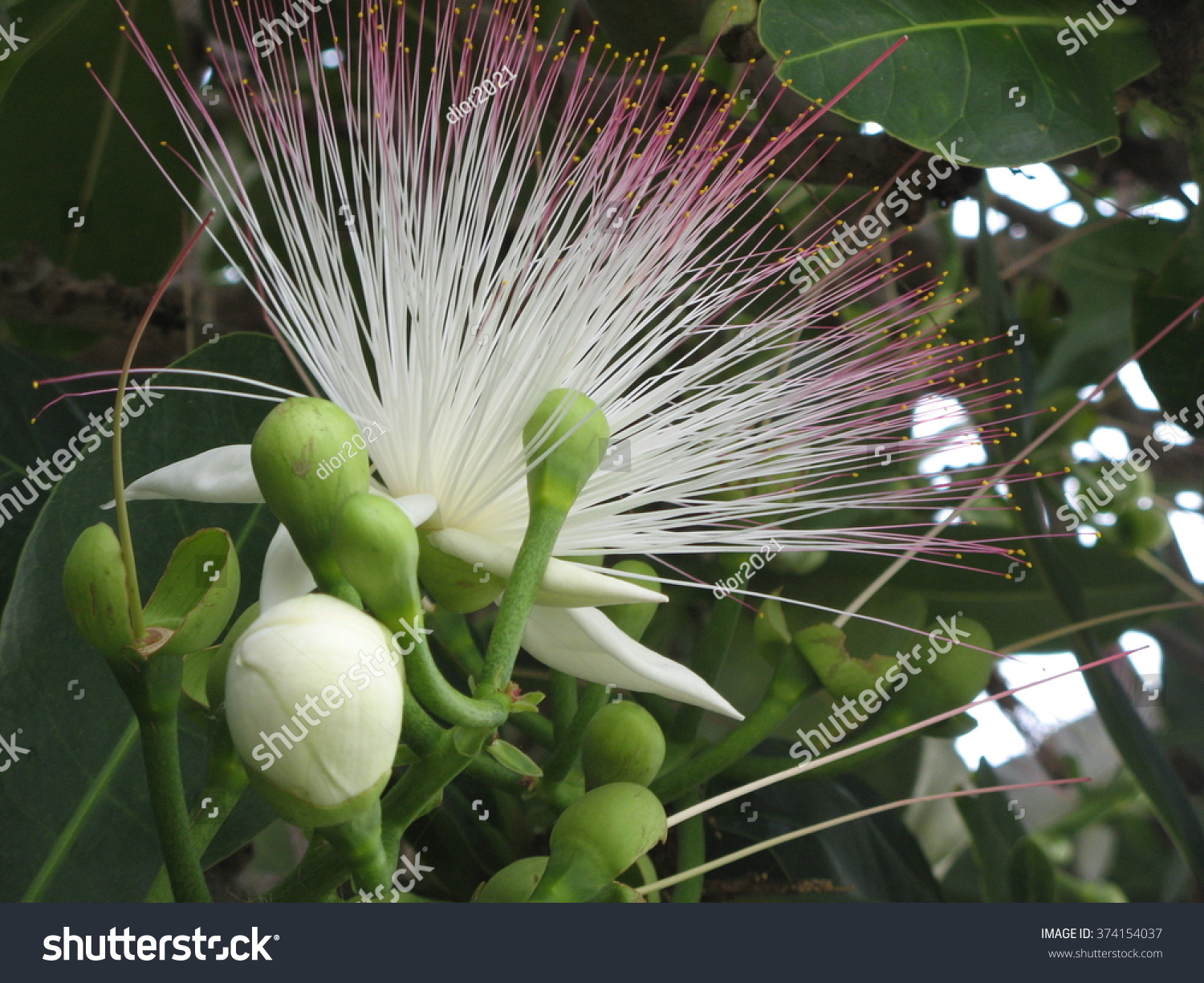 925 Fish poison tree Images, Stock Photos & Vectors | Shutterstock