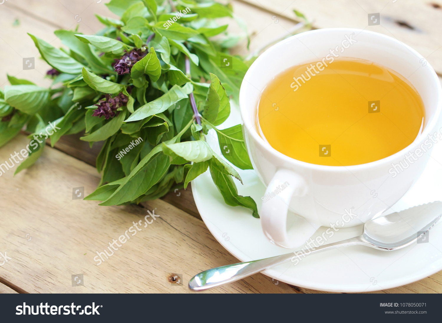 Basil Tea Basil Stock Photo 1078050071 | Shutterstock