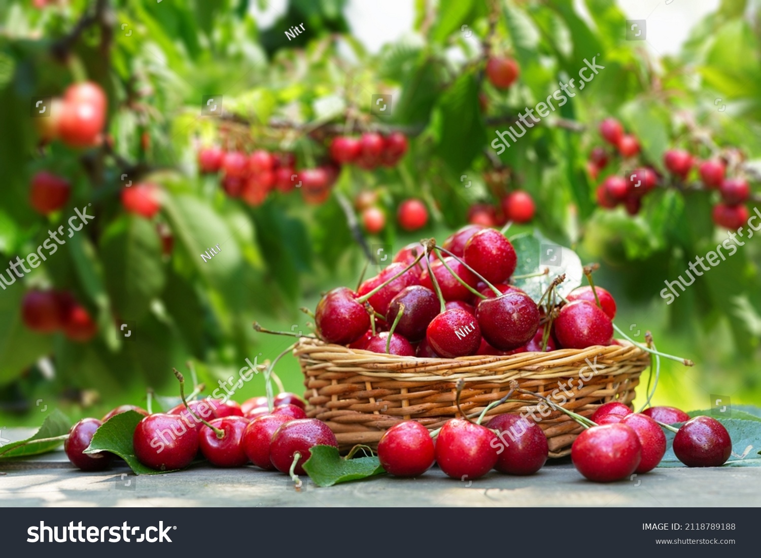 62,008 Cherry basket Images, Stock Photos & Vectors | Shutterstock