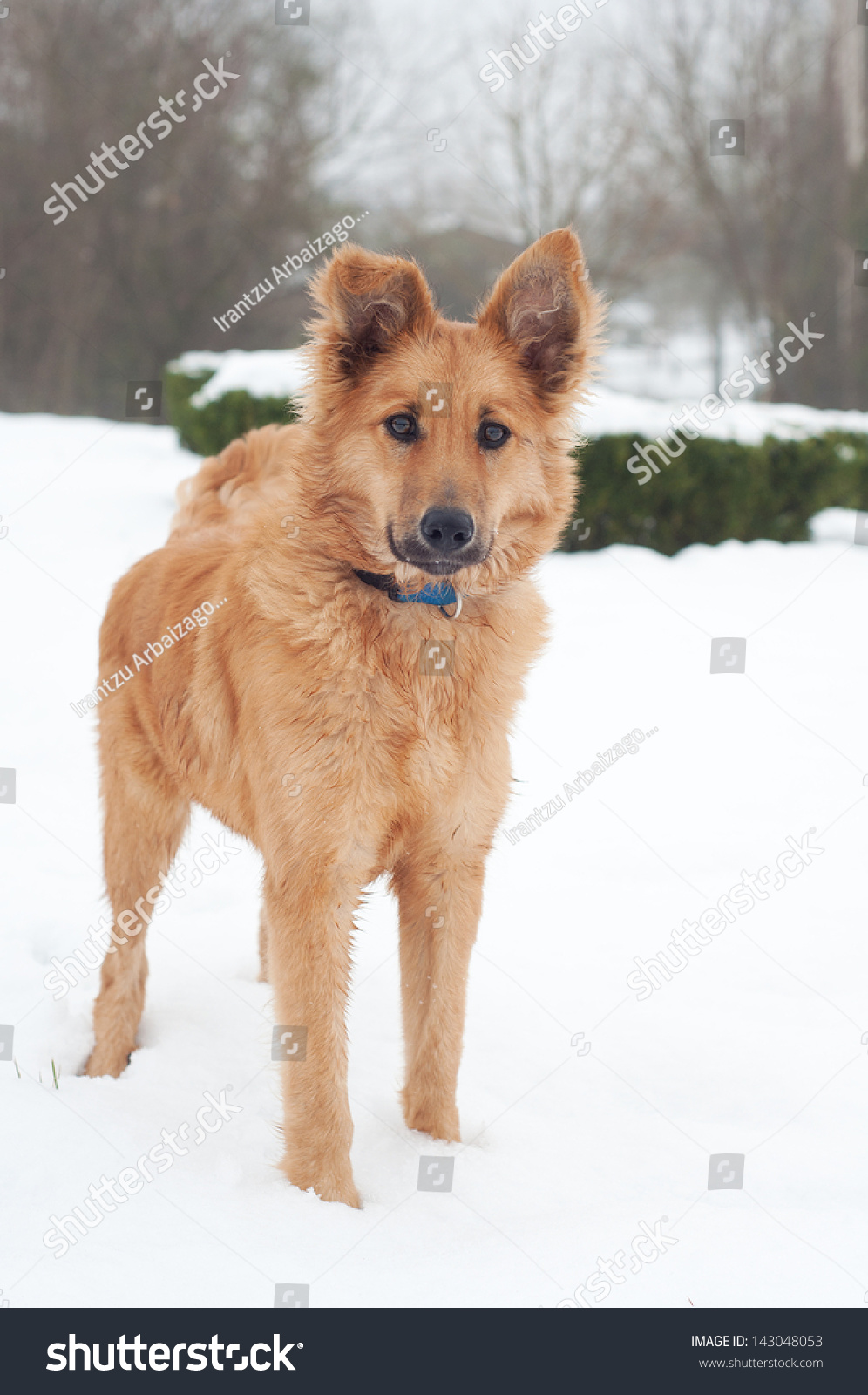 basque shepherd dog