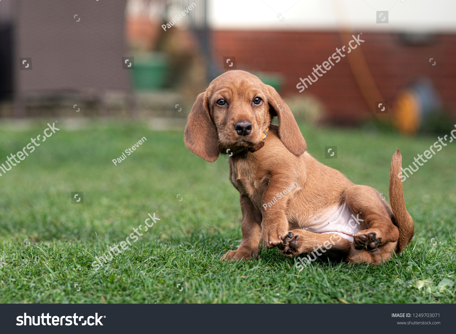 Basset Fauve De Bretagne Puppy Dog Stock Photo Edit Now 1249703071