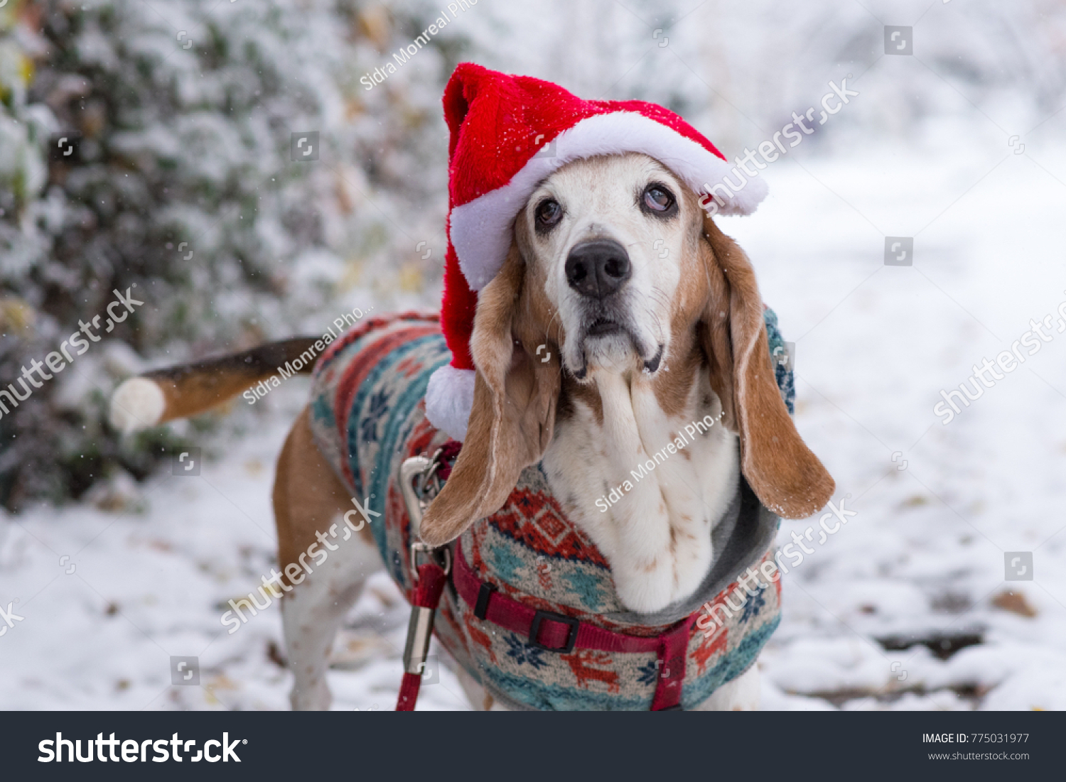 sweaters for basset hounds